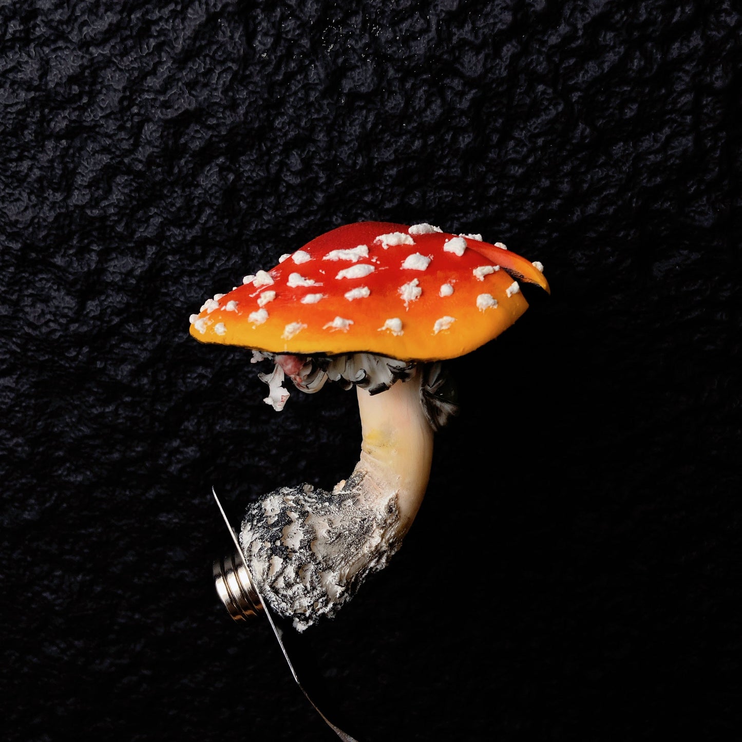 【Solaflora】Mushroom Refrigerator sticker hook